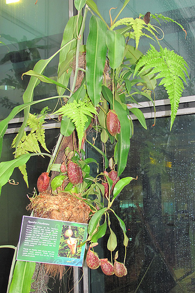 Butterfly Garden